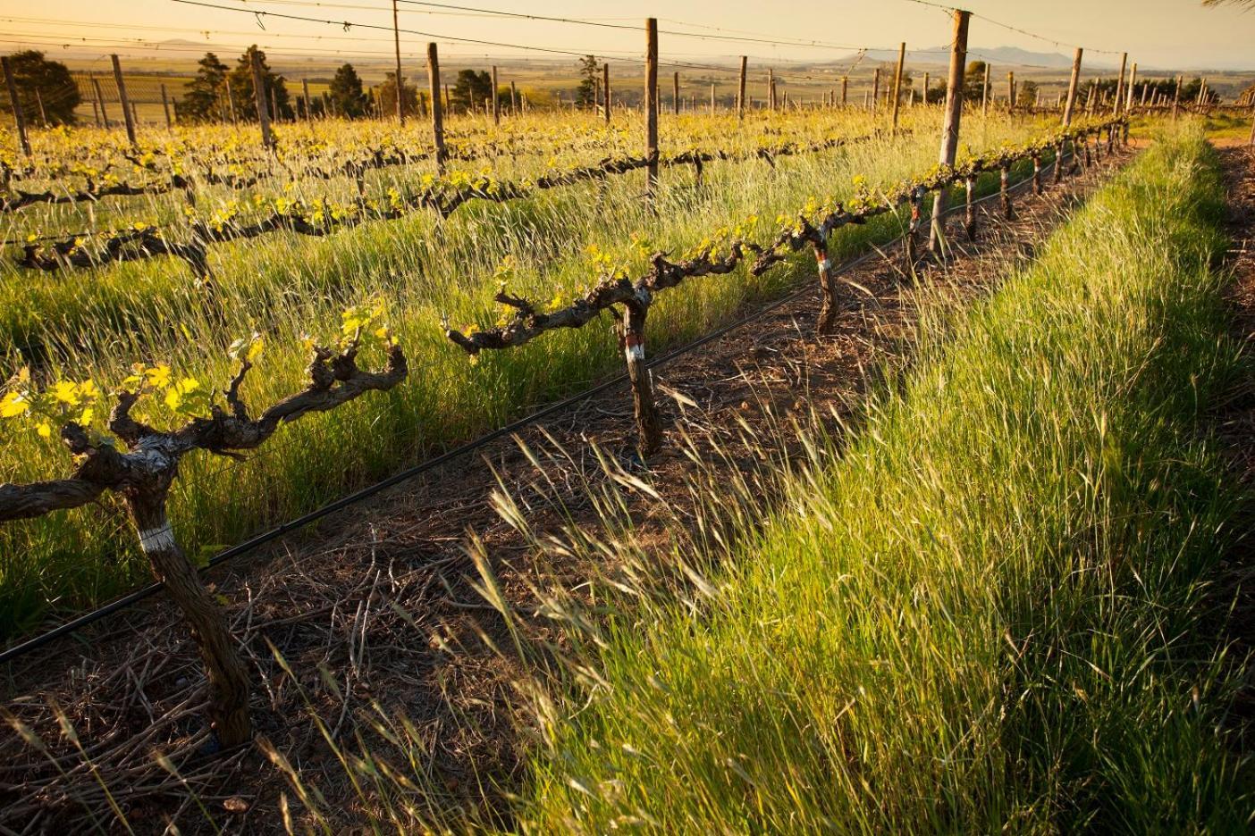 Domaine Coutelier Daire Stellenbosch Dış mekan fotoğraf