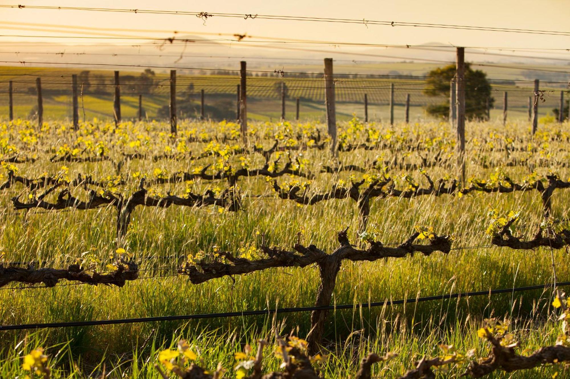 Domaine Coutelier Daire Stellenbosch Dış mekan fotoğraf