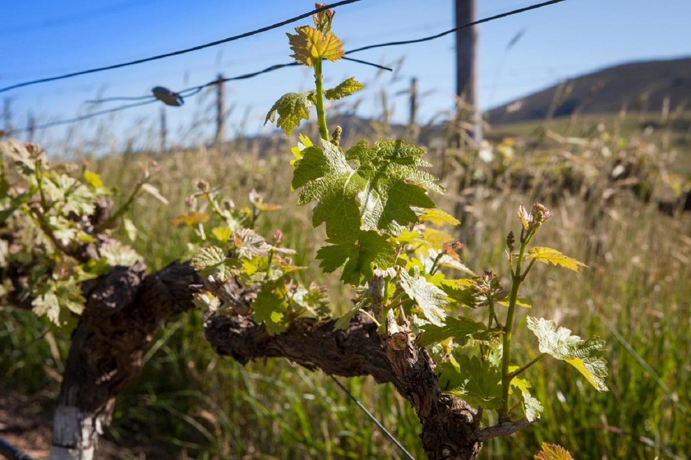 Domaine Coutelier Daire Stellenbosch Dış mekan fotoğraf