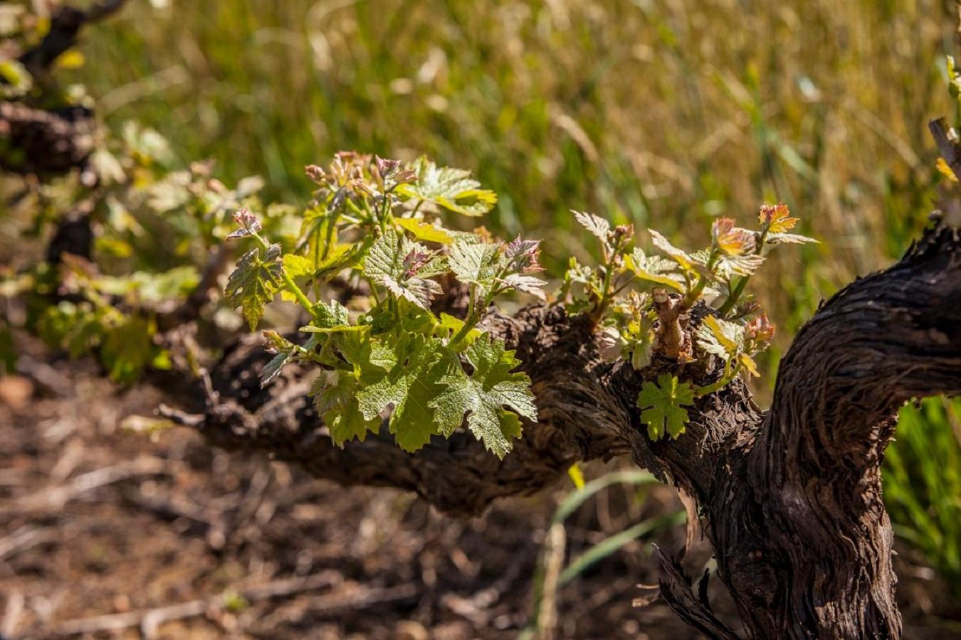 Domaine Coutelier Daire Stellenbosch Dış mekan fotoğraf