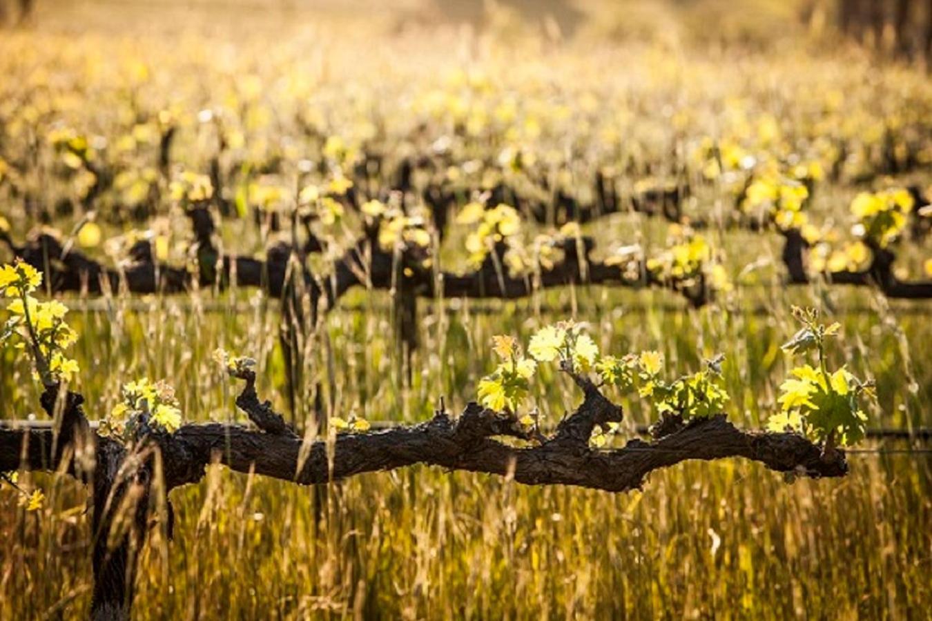 Domaine Coutelier Daire Stellenbosch Dış mekan fotoğraf