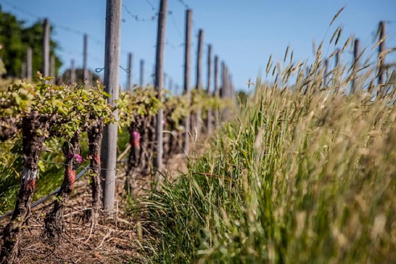 Domaine Coutelier Daire Stellenbosch Dış mekan fotoğraf