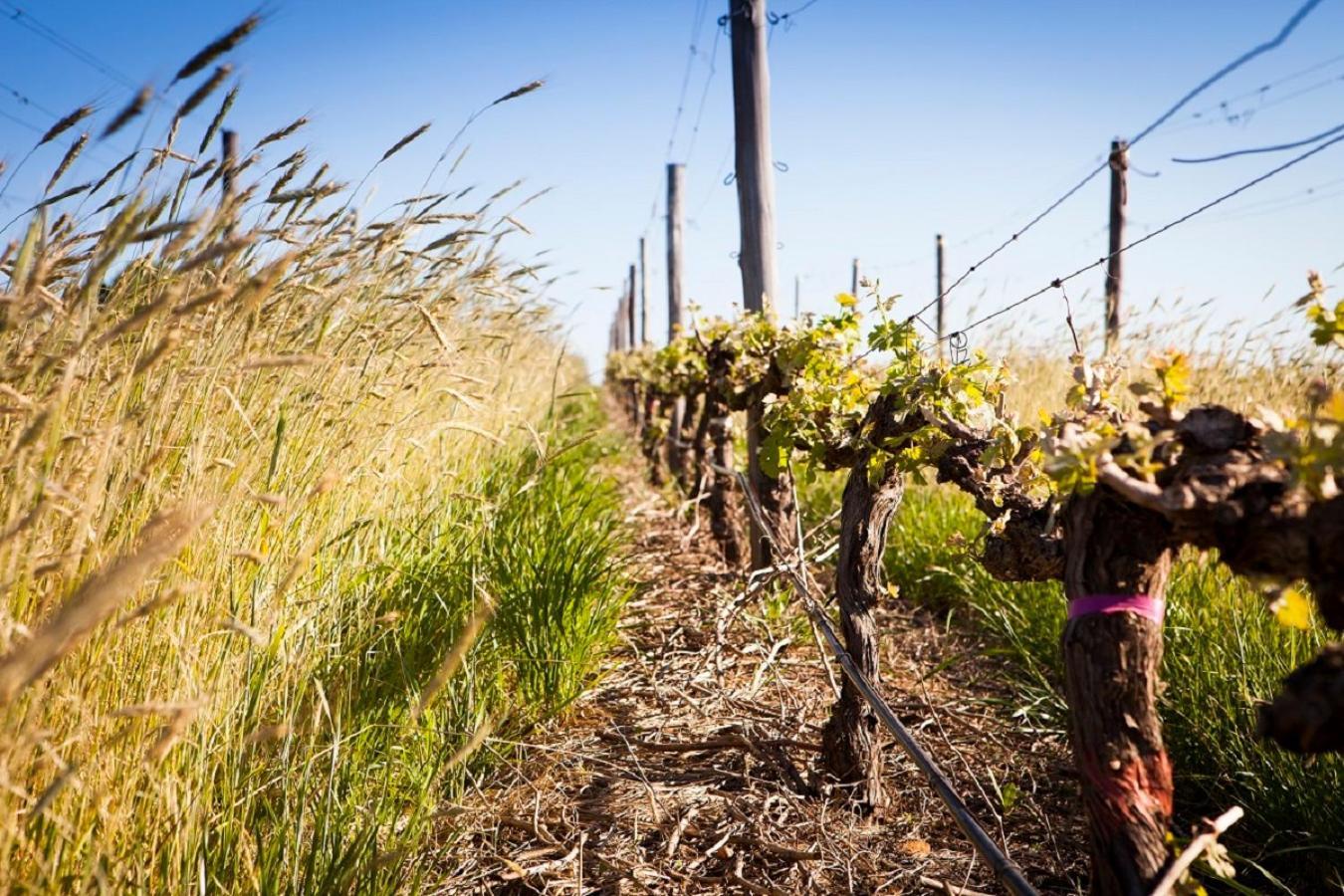 Domaine Coutelier Daire Stellenbosch Dış mekan fotoğraf