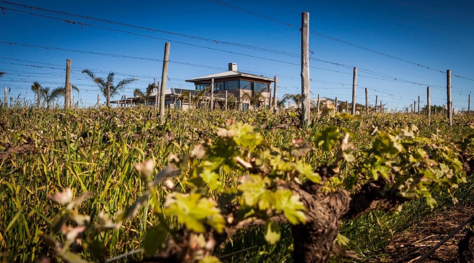 Domaine Coutelier Daire Stellenbosch Dış mekan fotoğraf