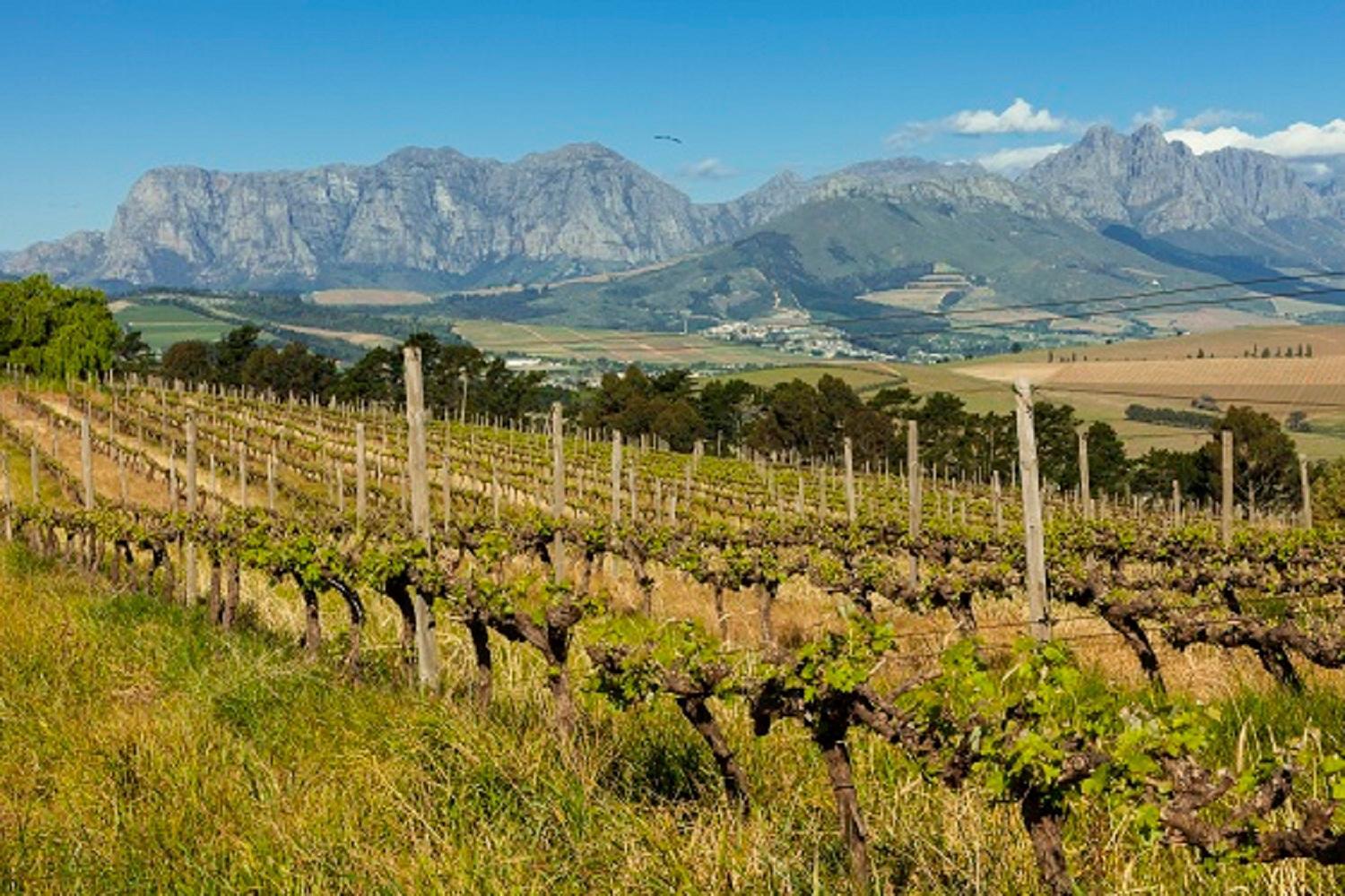 Domaine Coutelier Daire Stellenbosch Dış mekan fotoğraf