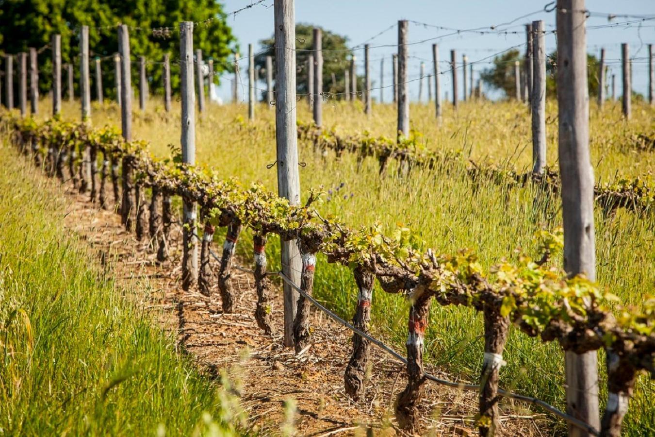 Domaine Coutelier Daire Stellenbosch Dış mekan fotoğraf
